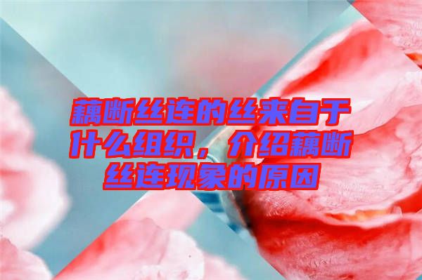 藕斷絲連的絲來自于什么組織，介紹藕斷絲連現(xiàn)象的原因