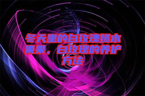 冬天里的白玫瑰嫣木果果，白玫瑰的養(yǎng)護方法