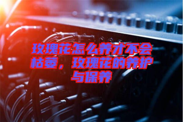 玫瑰花怎么養(yǎng)才不會枯萎，玫瑰花的養(yǎng)護與保養(yǎng)
