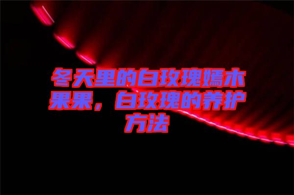 冬天里的白玫瑰嫣木果果，白玫瑰的養(yǎng)護(hù)方法