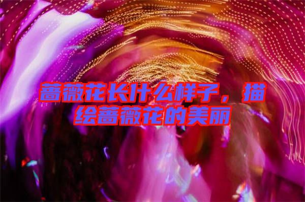 薔薇花長什么樣子，描繪薔薇花的美麗