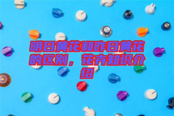 明日黃花和昨日黃花的區(qū)別，花卉知識介紹