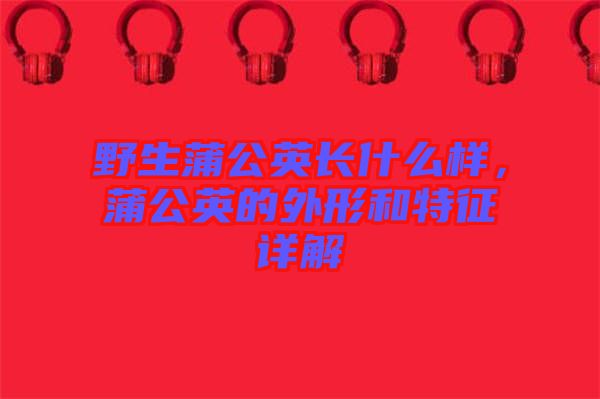 野生蒲公英長什么樣，蒲公英的外形和特征詳解